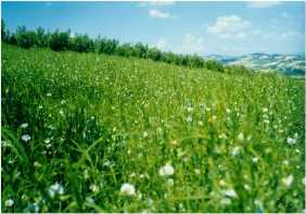 Un campo di cicerchia in fiore
